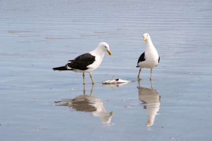 whangarei (31)
